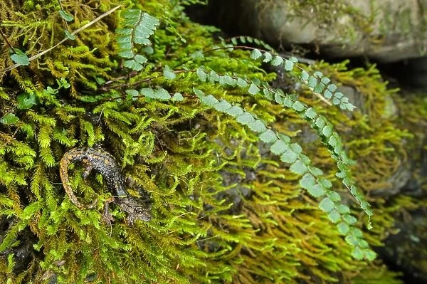 Strinatis Cave Salamander (Speleomantes strinatii) adult, standing on moss covered rocks, Italy, October
