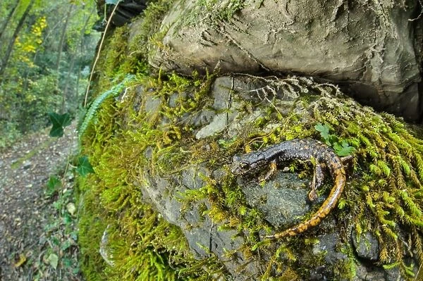 Strinatis Cave Salamander (Speleomantes strinatii) adult, standing on moss covered rocks in habitat, Italy, October