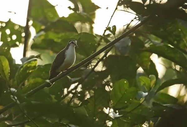 Tambourine Dove (Turtur tympanistria) adult, perched on branch in early morning light, Atewa, Ghana, February