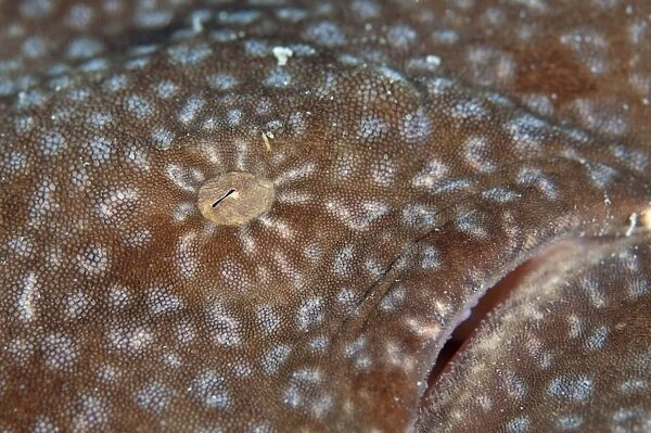 Tasselled Wobbegong (Eucrossorhinus dasypogon) adult, close-up of eye, Friwinbonda, Dampier Straits