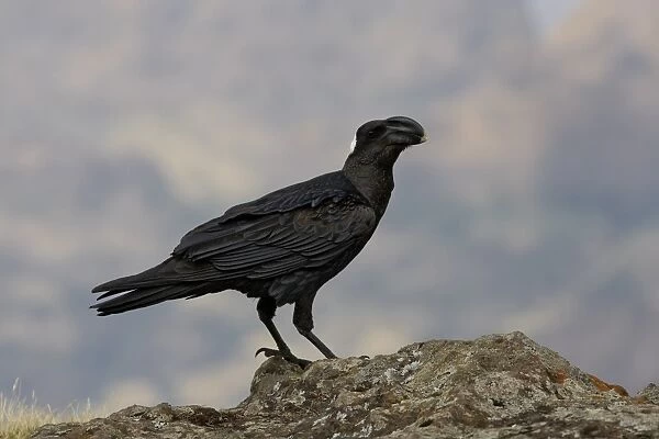 Thick-billed Raven (Corvus crassirostris) adult, standing on rock, Simien Mountains, Ethiopia