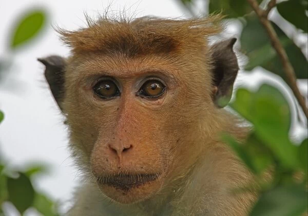 Toque Macaque (Macaca sinica) adult, close-up of head, Sri Lanka, december