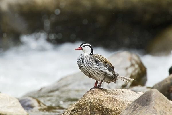 Torrent Duck (Merganetta armata colombiana) adult male, standing on rock in montane stream, Guango, Andes, Ecuador