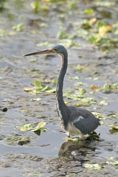 Tricoloured Heron (Egretta tricolor) adult, wading in water, Florida, U. S. A. november