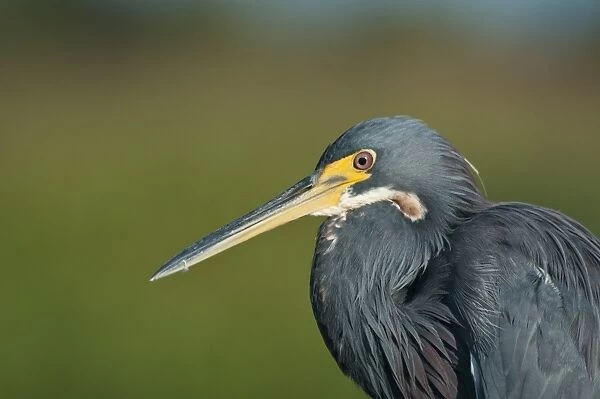 Tricoloured Heron (Egretta tricolor) adult, close-up of head and neck, Florida, U. S. A. september
