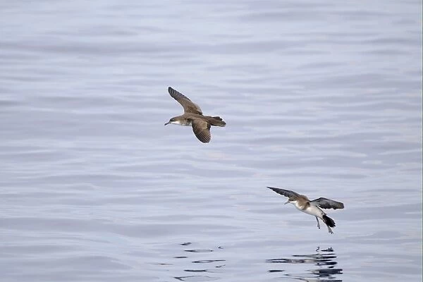 Tropical Shearwater (Puffinus bailloni) two adults, in flight, landing on water, Maldives, march