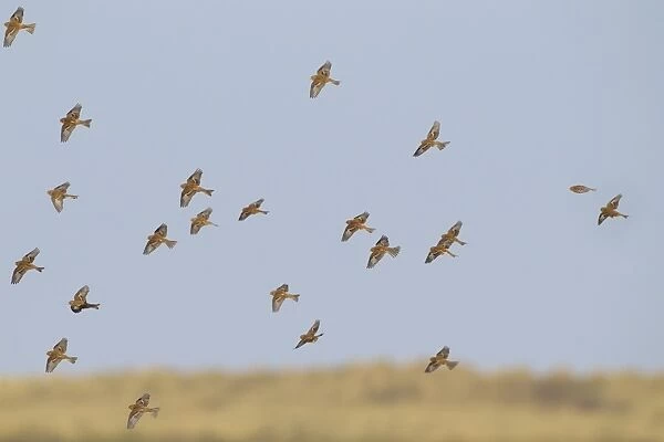 Twite (Acanthis flavirostris) flock, in flight over saltmarsh, Thornham, Norfolk, England, November