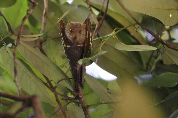 Umboi Tube-nosed Fruit Bat (Nyctimene vizcaccia) adult, hanging beneath canopy, Restorf Island, Kimbe Bay
