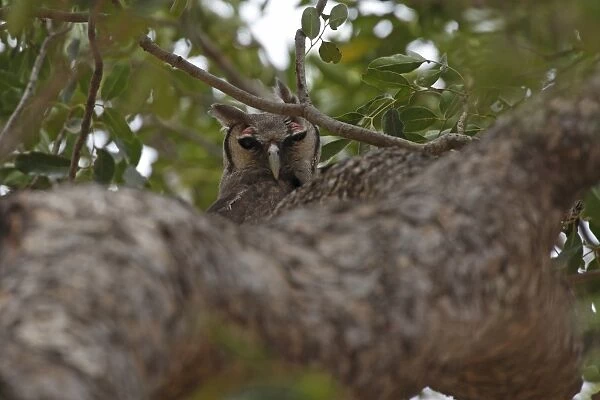Verreaux's Eagle-owl (Bubo lacteus) adult, perched on branch in tree, Gambia, january