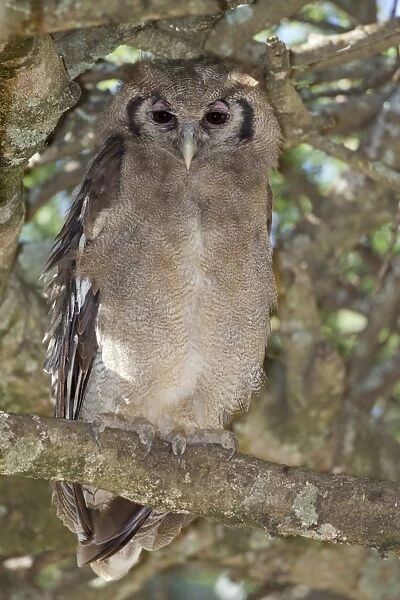 Verreauxs Eagle-owl (Bubo lacteus) adult, perched on branch, Serengeti N. P. Tanzania, December