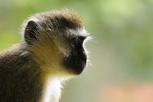Vervet Monkey (Chlorocebus pygerythrus) adult, close-up of head, in montane rainforest, Nyungwe Forest N. P. Rwanda, december