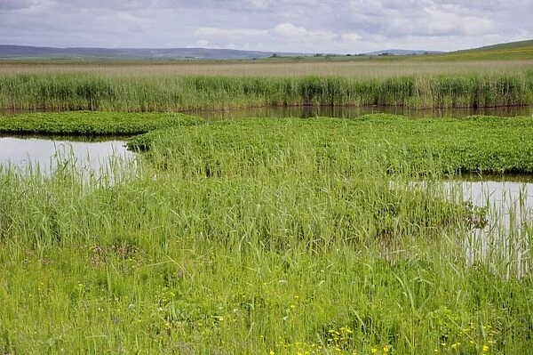View from bird hide over marshland habitat, The Loons RSPB Reserve, Mainland, Orkney, Scotland, june
