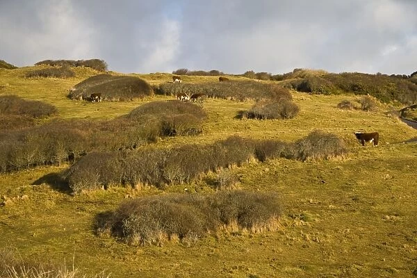 View of coastal scrub meadow with cattle on nature reserve, Durlston, Isle of Purbeck, Dorset, England, january