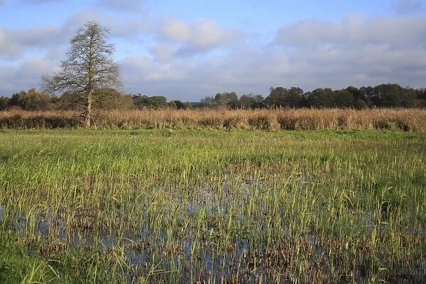 View of cut reedbed habitat with new shoots, in valley fen reserve, Hopton Fen, Hopton, Suffolk, England, november