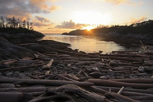 View of driftwood beach and temperate coastal rainforest at sunset, Spider Anchorage, Coast Mountains