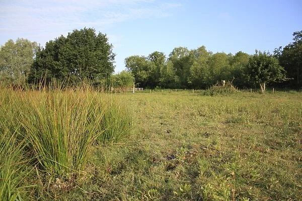 View of rushes growing in seasonal dry fen pool, Little Ouse Headwaters Project, Bleyswycks Bank, Thelnetham, Little Ouse Valley, Suffolk, England, june