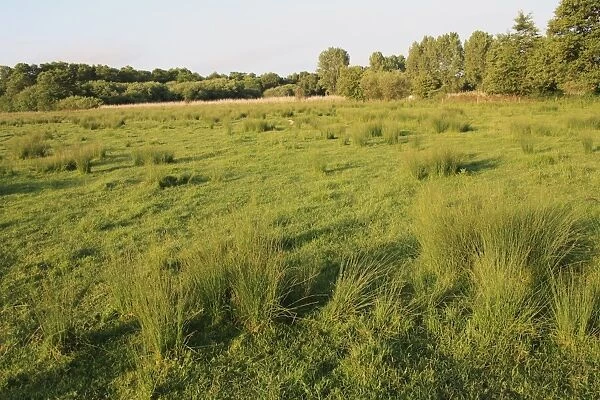 View of rushes growing in wet fen meadow habitat, Little Ouse Headwaters Project, The Lows, Blo Norton