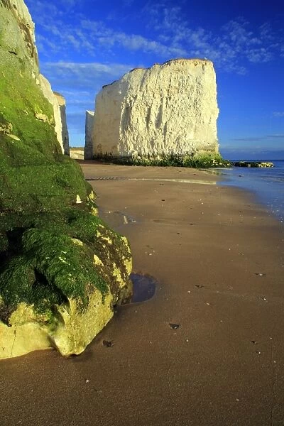 View of sandy beach and chalk sea stacks, Botany Bay, Kent, England, may