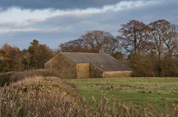 View of stone barn and pasture in evening sunlight, Chipping, Lancashire, England, february