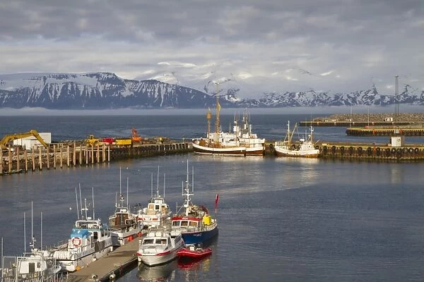 View of whalewatching and fishing boats in coastal harbour, Husavik, Skjalfandi Bay, Iceland, May