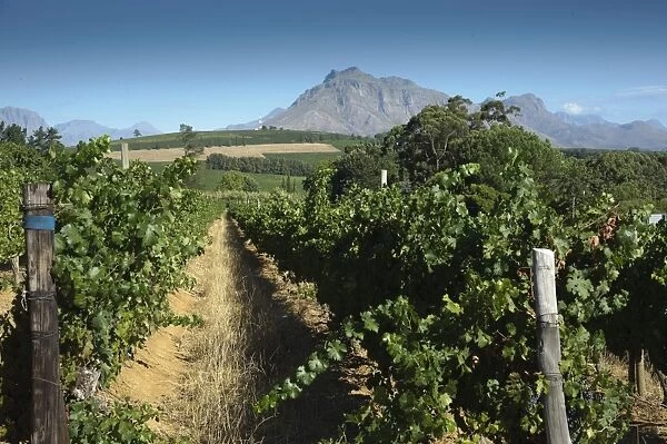 Vineyard on wine estate, rows of grape vines, Devon Valley, Stellenbosch, Western Cape, South Africa