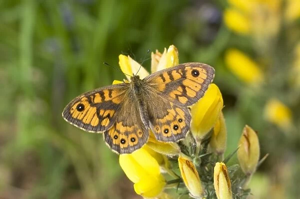 Wall Brown (Lasiommata megera) adult, resting on gorse flowers, England, april