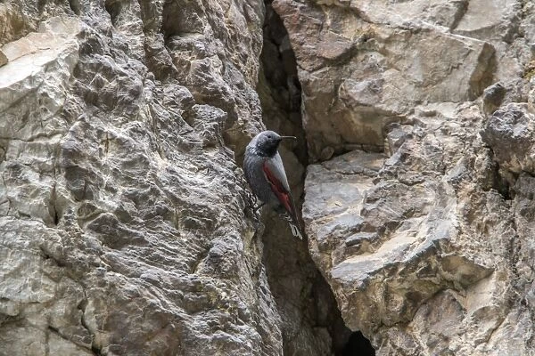 Wallcreeper male. Trigrad gorge, Bulgaria