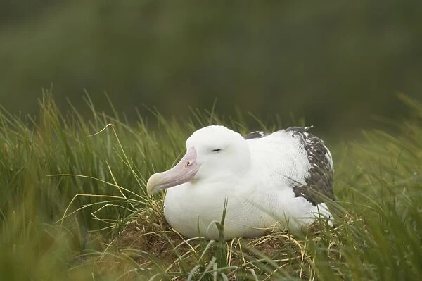 Wandering Albatross (Diomedea exulans) adult, sitting on nest, Prion Island, South Georgia