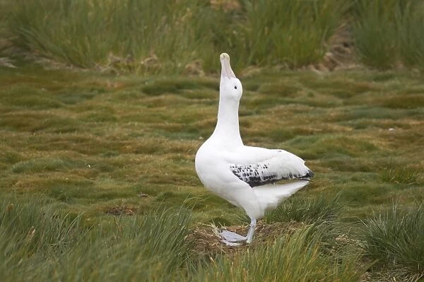 Wandering Albatross (Diomedea exulans) adult, in skypointing display at nest, Prion Island, South Georgia