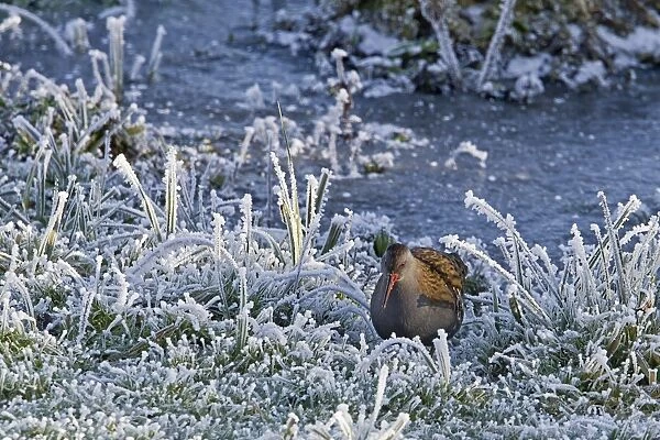 Water Rail (Rallus aquaticus) adult, foraging amongst frosted vegetation at edge of lake, Worcestershire, England, december