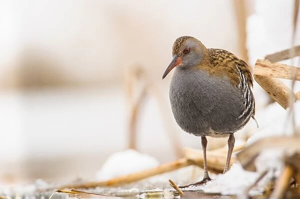 Water Rail (Rallus aquaticus) adult, foraging on snow covered ice, Racconigi, Cuneo Province, Piedmont, Italy, February