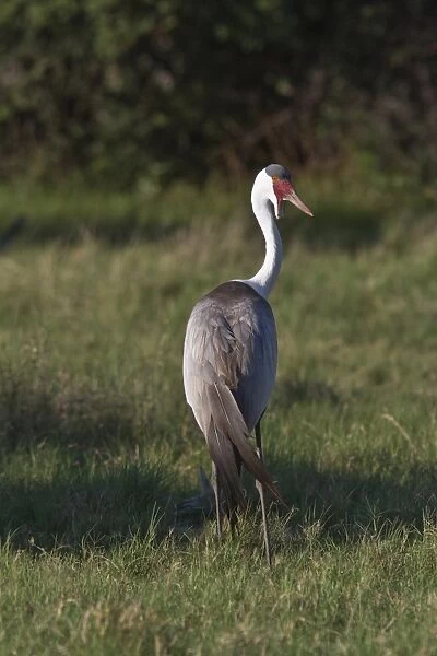 Wattled Crane near Kwara Bostwana. An endangered species