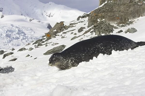Weddell Seal (Leptonychotes weddellii) adult, resting on snow, Half Moon Island, South Shetland Islands, Antarctica