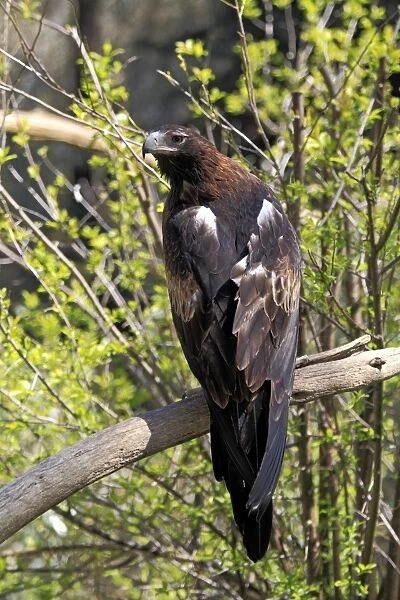 Wedge-tailed Eagle (Aquila audax) adult, perched on branch, South Australia, Australia