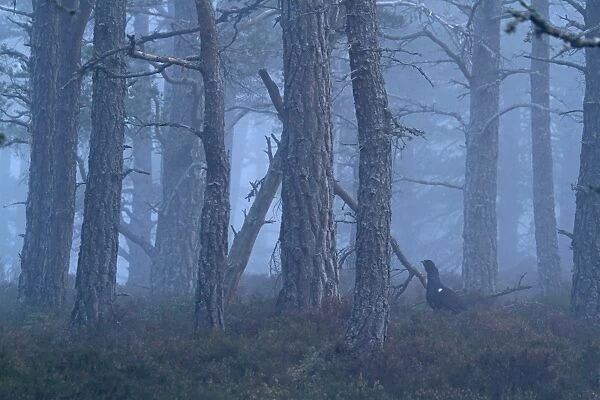 Western Capercaillie (Tetrao urogallus) adult male, standing in misty Caledonian pine forest habitat