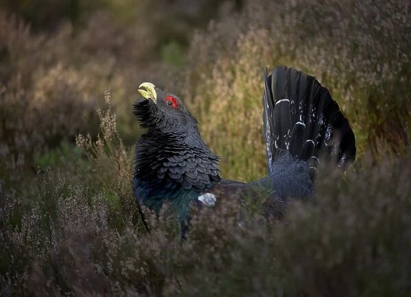 Western Capercaillie (Tetrao urogallus) rogue adult male, displaying in heather on fringe in pine forest, Cairngorm N. P. Highlands, Scotland, march