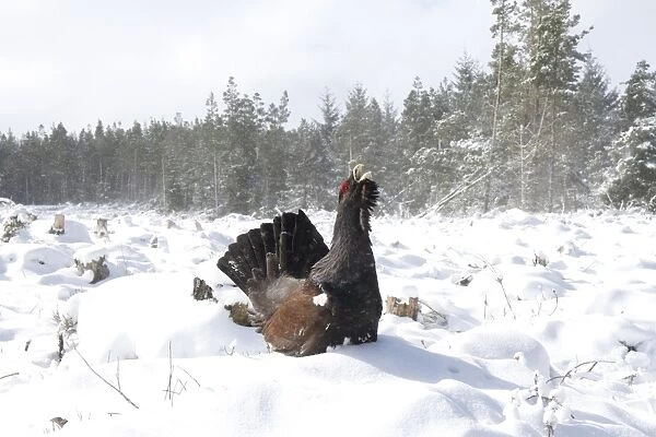Western Capercaillie (Tetrao urogallus) adult male, displaying in snow, Strathspey, Highlands, Scotland, January