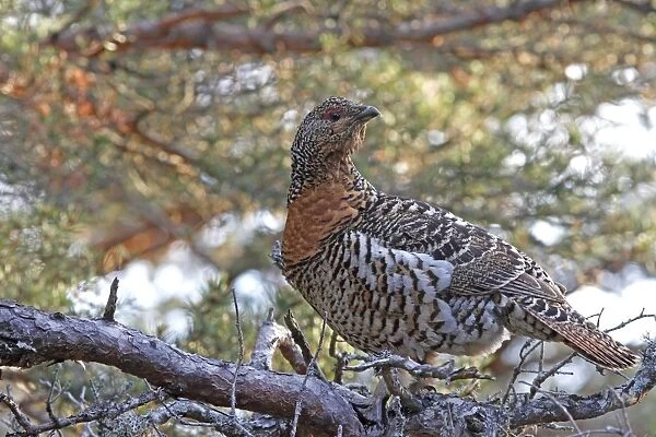 Western Capercaillie (Tetrao urogallus) adult female, perched on branch at lek, Cairngorms N. P