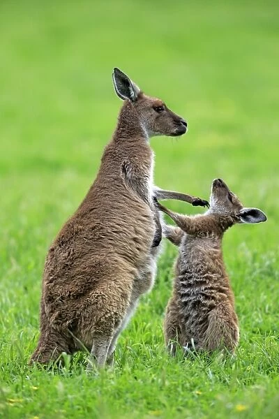 Western Grey Kangaroo (Macropus fuliginosus fuliginosus) Kangaroo Island subspecies, adult female and young