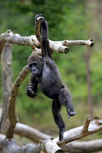 Western Lowland Gorilla (Gorilla gorilla gorilla) young, hanging from branch (captive)
