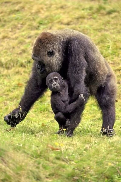 Western Lowland Gorilla (Gorilla gorilla gorilla) adult female with young, clinging to arm (captive)