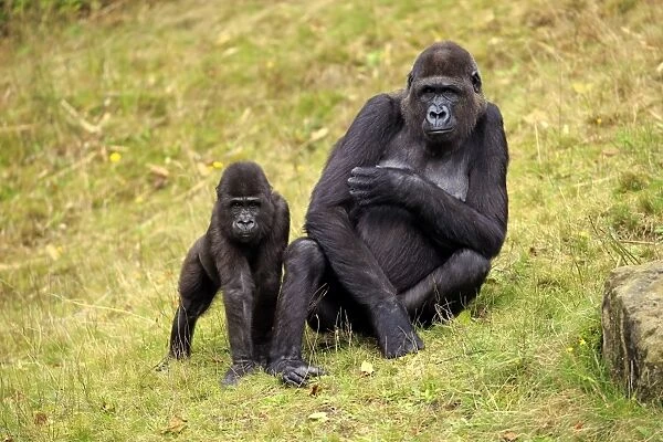 Western Lowland Gorilla (Gorilla gorilla gorilla) adult female with young, on grass (captive)