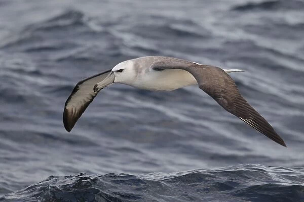 White-capped Albatross (Thalassarche steadi) immature, in flight over sea, off New Zealand, March