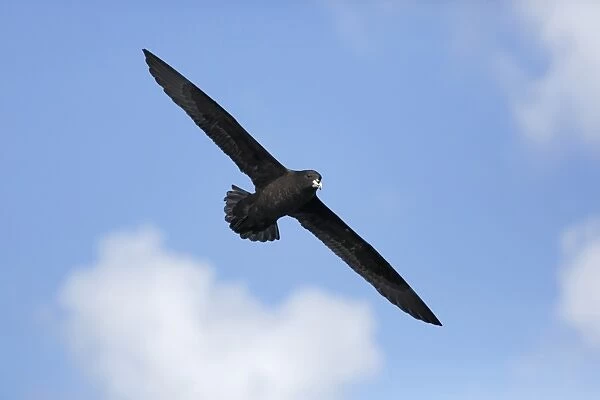 White-chinned Petrel (Procellaria aequinoctialis) adult, in flight over sea, off Cape Town, Western Cape, South Africa