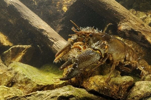 White-clawed Freshwater Crayfish (Austropotamobius italicus) adult male, with Parasitic Annelid (Branchiobdella astaci)