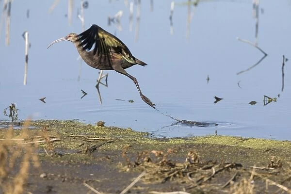 White-faced Ibis (Plegadis chihi) adult, non-breeding plumage, in flight, taking off from water in marshland, North Dakota, U. S. A. september