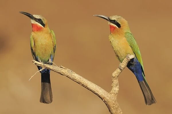 White-fronted Bee-eater (Merops bullockoides) two adults, perched on branch, Chobe N. P. Botswana
