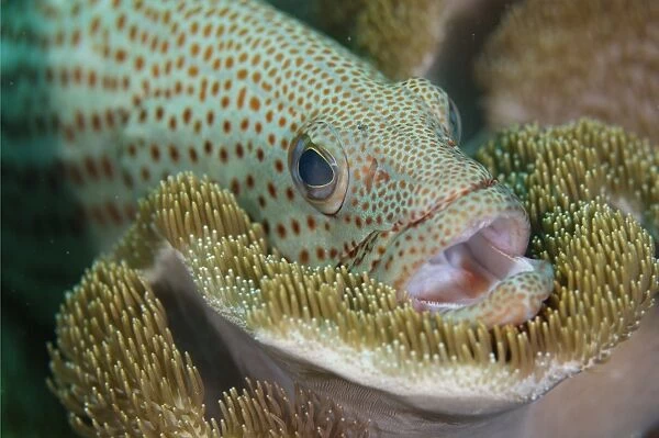 White-lined Grouper (Anyperodon leucogrammicus) adult, close-up of head, with mouth open, resting on soft coral