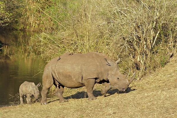 White Rhinoceros (Ceratotherium simum) adult female with calf, walking from waterhole, with Red-billed Oxpeckers (Buphagus erythrorhynchus), South Africa