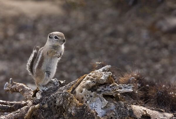 White-tailed Antelope Squirrel (Ammospermophilus leucurus) adult, sitting on fallen cactus, Mojave Desert, California